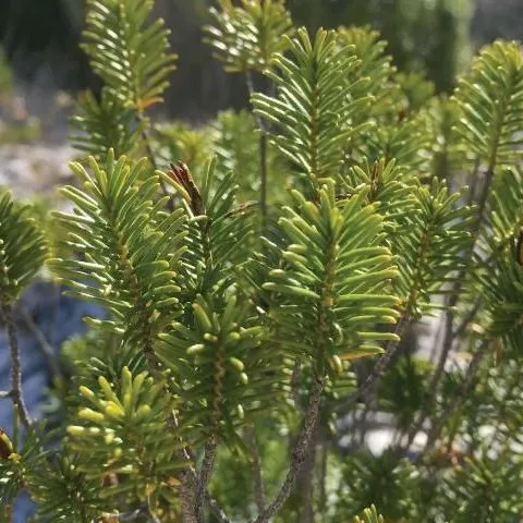 thumbnail for publication: Florida Rosemary, Ceratiola ericoides